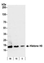 Histone H3 Antibody in Western Blot (WB)