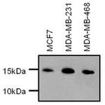 H3K9me2S10phK27me2S28ph Antibody in Western Blot (WB)