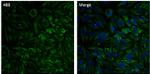 HSP60 Monoclonal Antibody (4B9/89), Alexa Fluor™ 488