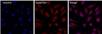 HSP60 Monoclonal Antibody (4B9/89), Alexa Fluor™ 647