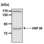 HSP90 alpha Antibody in Western Blot (WB)
