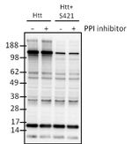 Phospho-Huntingtin (Ser421) Antibody in Western Blot (WB)