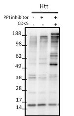 Phospho-Huntingtin (Ser434) Antibody in Western Blot (WB)