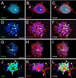 HuC/HuD Antibody in Immunocytochemistry (ICC/IF)