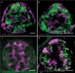 HuC/HuD Antibody in Immunocytochemistry (ICC/IF)