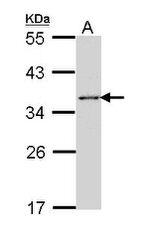 HuR Antibody in Western Blot (WB)
