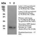 IL-1 beta Antibody in Western Blot (WB)