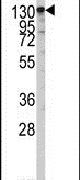 IARS2 Antibody in Western Blot (WB)