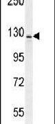 IBTK Antibody in Western Blot (WB)