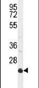 ICAM-2 Antibody in Western Blot (WB)