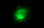 ICAM3 Antibody in Immunocytochemistry (ICC/IF)