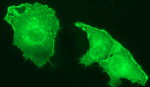ICAM3 Antibody in Immunocytochemistry (ICC/IF)