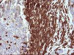 ICAM3 Antibody in Immunohistochemistry (Paraffin) (IHC (P))