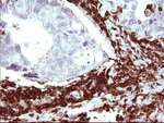 ICAM3 Antibody in Immunohistochemistry (Paraffin) (IHC (P))