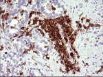ICAM3 Antibody in Immunohistochemistry (Paraffin) (IHC (P))