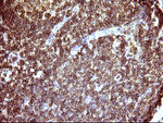 ICAM3 Antibody in Immunohistochemistry (Paraffin) (IHC (P))
