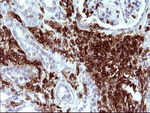 ICAM3 Antibody in Immunohistochemistry (Paraffin) (IHC (P))