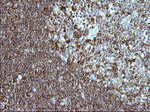 ICAM3 Antibody in Immunohistochemistry (Paraffin) (IHC (P))