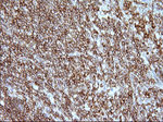 ICAM3 Antibody in Immunohistochemistry (Paraffin) (IHC (P))