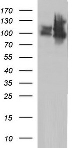 ICAM3 Antibody in Western Blot (WB)