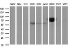 ICAM3 Antibody in Western Blot (WB)