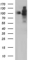 ICAM3 Antibody in Western Blot (WB)