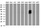 ICAM3 Antibody in Western Blot (WB)