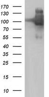 ICAM3 Antibody in Western Blot (WB)