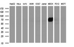 ICAM3 Antibody in Western Blot (WB)