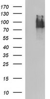 ICAM3 Antibody in Western Blot (WB)