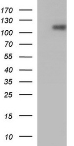 ICAM3 Antibody in Western Blot (WB)