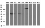 ICAM3 Antibody in Western Blot (WB)