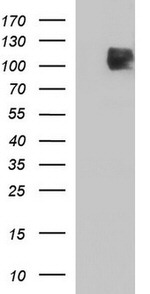 ICAM3 Antibody in Western Blot (WB)