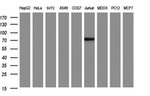 ICAM3 Antibody in Western Blot (WB)