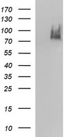 ICAM3 Antibody in Western Blot (WB)