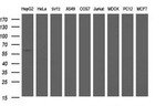 ICAM3 Antibody in Western Blot (WB)