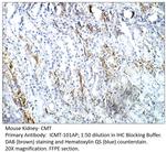CMT Polyclonal Antibody