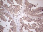 ICOSLG Antibody in Immunohistochemistry (Paraffin) (IHC (P))