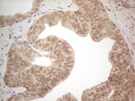 ICOSLG Antibody in Immunohistochemistry (Paraffin) (IHC (P))