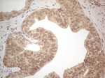 ICOSLG Antibody in Immunohistochemistry (Paraffin) (IHC (P))
