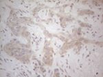 ICOSLG Antibody in Immunohistochemistry (Paraffin) (IHC (P))