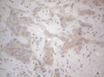 ICOSLG Antibody in Immunohistochemistry (Paraffin) (IHC (P))