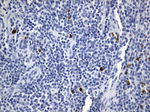 ICOSLG Antibody in Immunohistochemistry (Paraffin) (IHC (P))