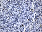 ICOSLG Antibody in Immunohistochemistry (Paraffin) (IHC (P))