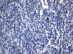 ICOSLG Antibody in Immunohistochemistry (Paraffin) (IHC (P))