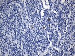 ICOSLG Antibody in Immunohistochemistry (Paraffin) (IHC (P))