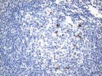 ICOSLG Antibody in Immunohistochemistry (Paraffin) (IHC (P))