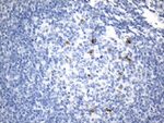 ICOSLG Antibody in Immunohistochemistry (Paraffin) (IHC (P))