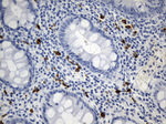 ICOSLG Antibody in Immunohistochemistry (Paraffin) (IHC (P))