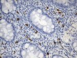 ICOSLG Antibody in Immunohistochemistry (Paraffin) (IHC (P))